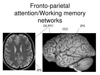 Fronto-parietal attention/Working memory networks