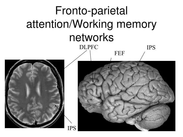 fronto parietal attention working memory networks