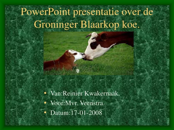 powerpoint presentatie over de groninger blaarkop koe