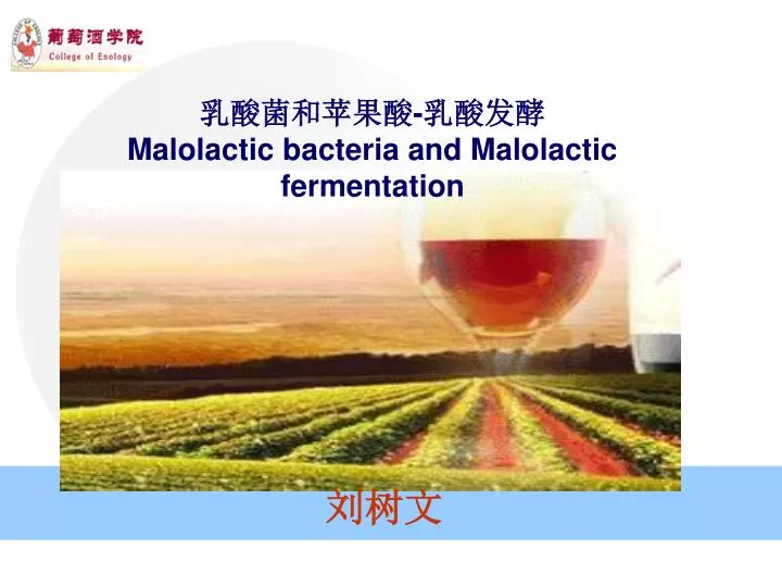 malolactic bacteria and malolactic fermentation