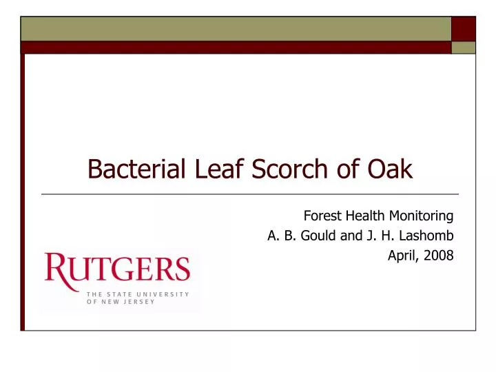bacterial leaf scorch of oak