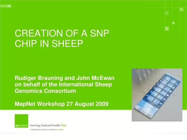 creation of a snp chip in sheep