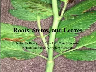 Roots, Stems, and Leaves