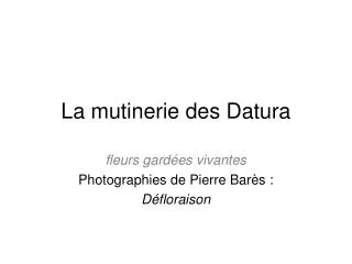 la mutinerie des datura