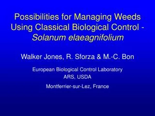 Possibilities for Managing Weeds Using Classical Biological Control - Solanum elaeagnifolium