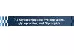 7.3 Glycoconjugates: Proteoglycans, glycoproteins, and Glycolipids - slide 1