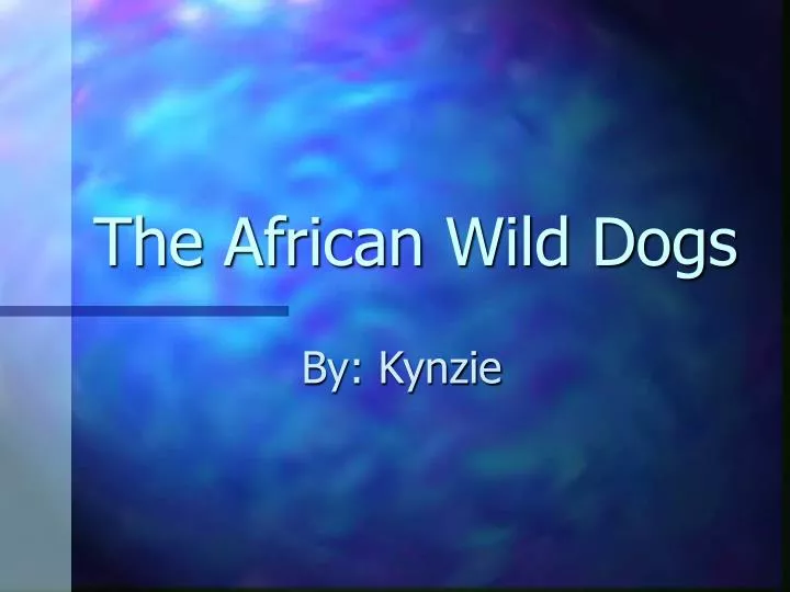 the african wild dogs
