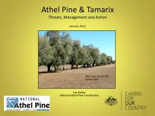 Athel Pine &amp; Tamarix Threats, Management and Action January 2012