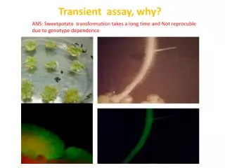 Transient assay, why?