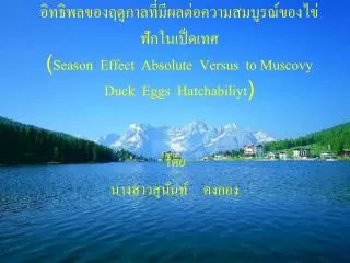 season effect absolute versus to muscovy duck eggs hatchabiliyt