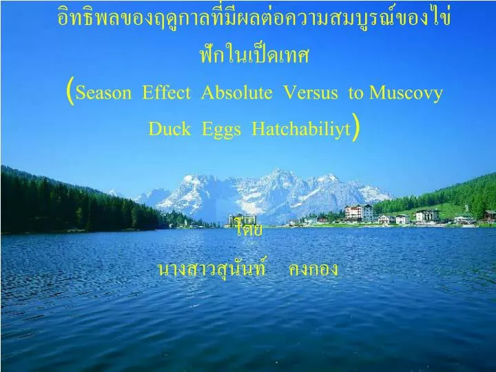 season effect absolute versus to muscovy duck eggs hatchabiliyt