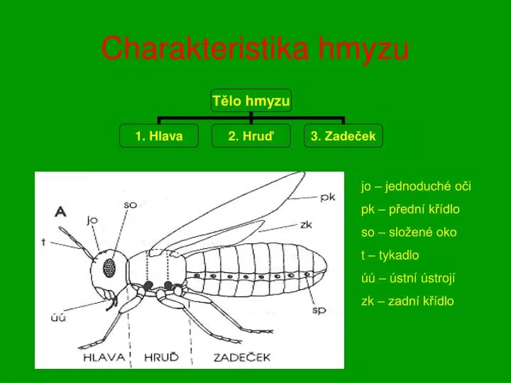 charakteristika hmyzu