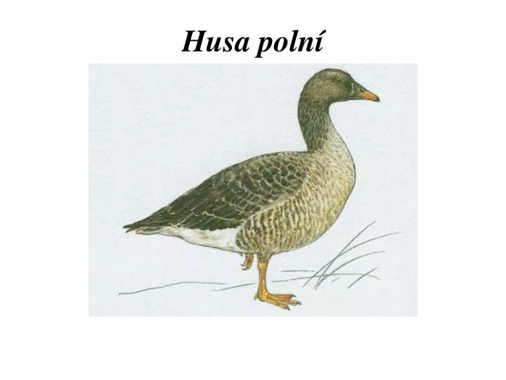 husa poln