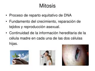 mitosis