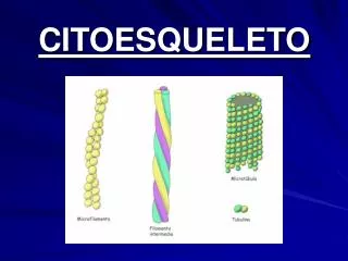 citoesqueleto