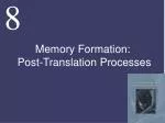 Memory Formation: Post-Translation Processes - slide 1