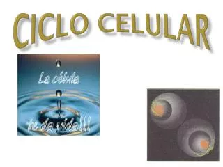 ciclo celular