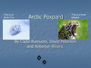 Arctic Foxpard