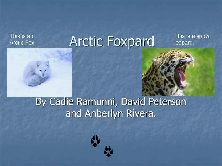 arctic foxpard
