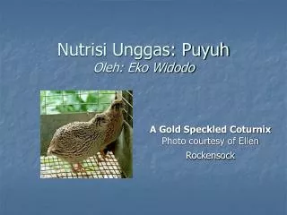 nutrisi unggas puyuh oleh eko widodo