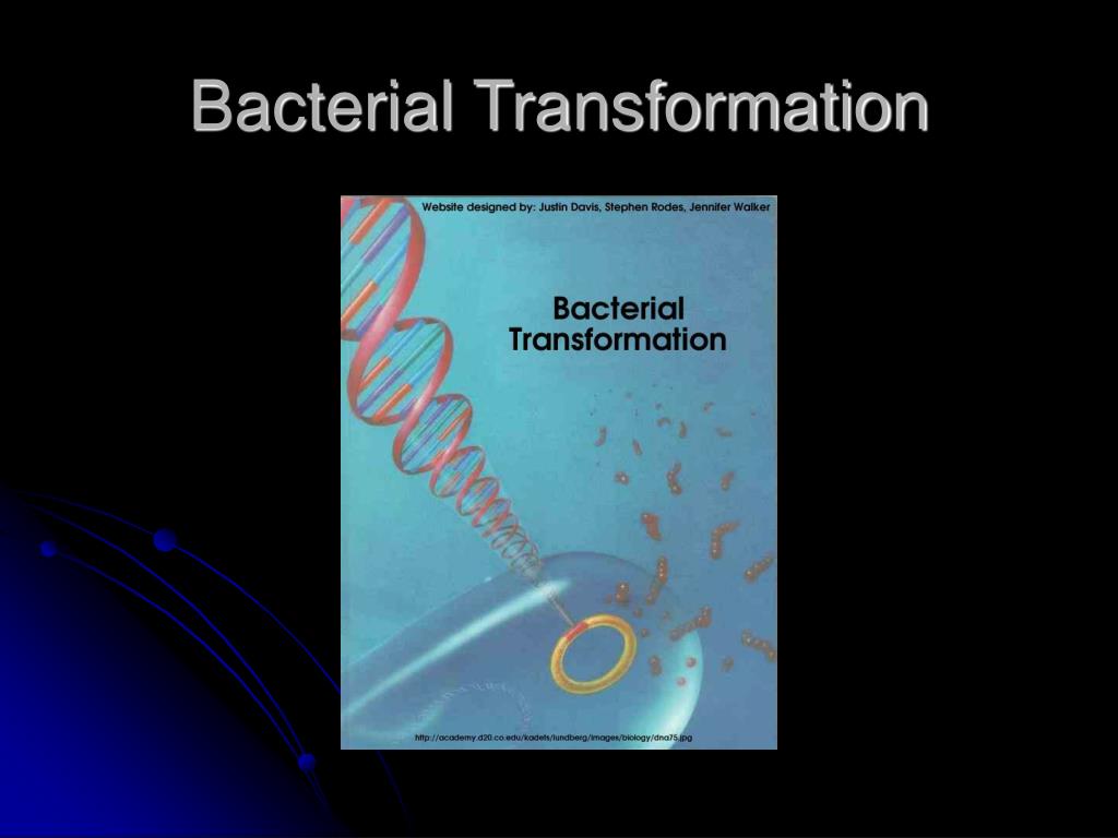 PPT - Bacterial Transformation PowerPoint Presentation, free download ...