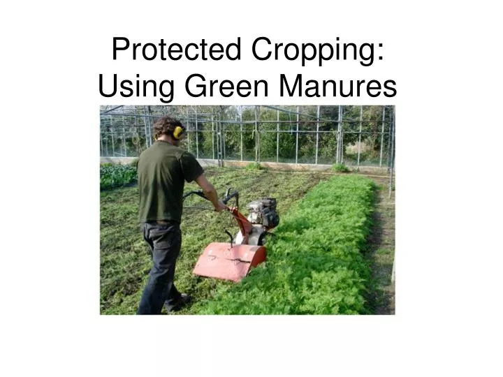 protected cropping using green manures
