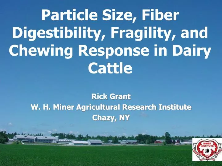 particle size fiber digestibility fragility and chewing response in dairy cattle