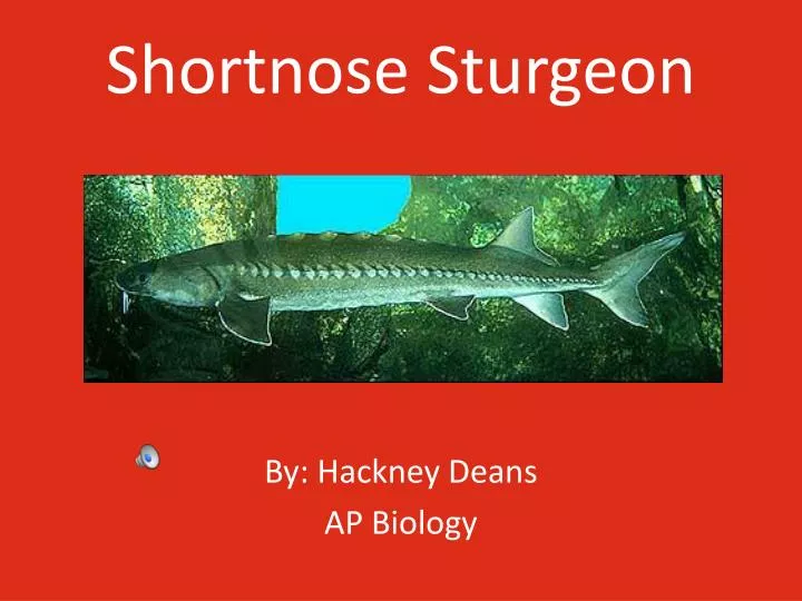 shortnose sturgeon