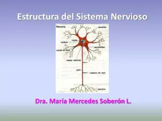 estructura del sistema nervioso