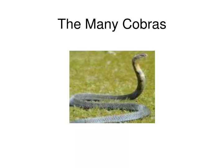 the many cobras