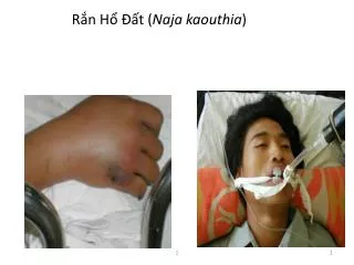 r n h t naja kaouthia