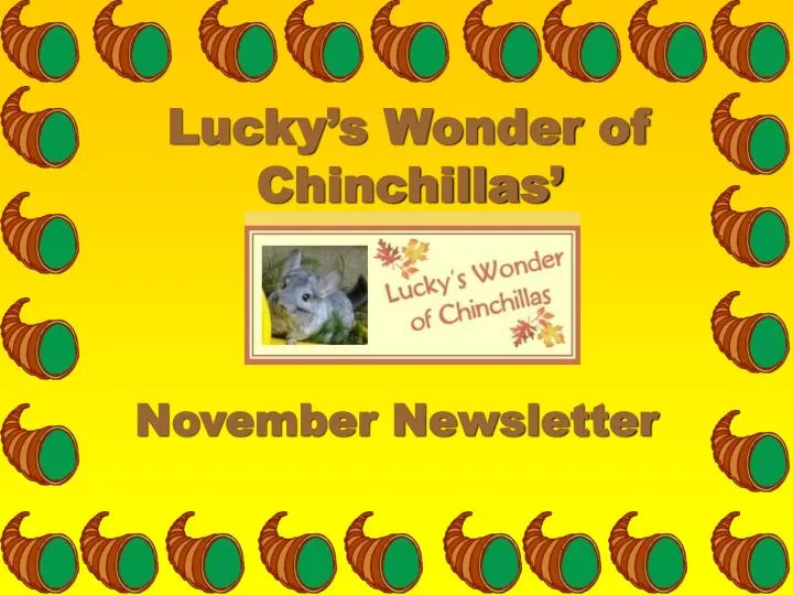 lucky s wonder of chinchillas