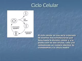 PPT - Ciclo Celular. PowerPoint Presentation, Free Download - ID:4306667