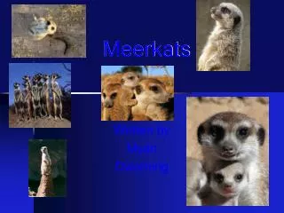 Meerkats