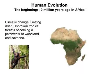 Human Evolution The beginning: 10 million years ago in Africa