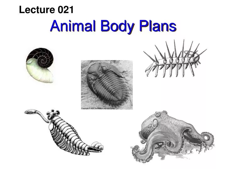 animal body plans