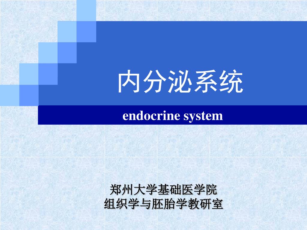 PPT - endocrine system PowerPoint Presentation, free download - ID:4641473