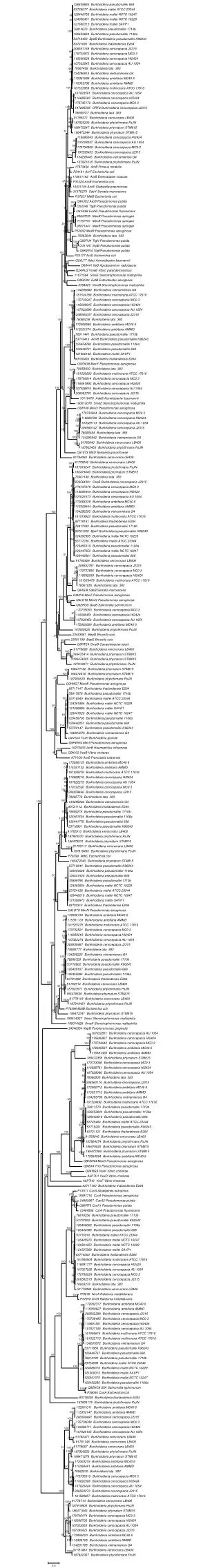 126439685 Burkholderia pseudomallei 668