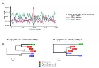 Tract of sequence with a recombinant origin