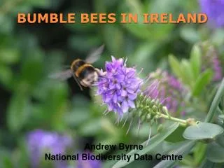 BUMBLE BEES IN IRELAND