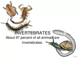 INVERTEBRATES About 97 percent of all animals are invertebrates.
