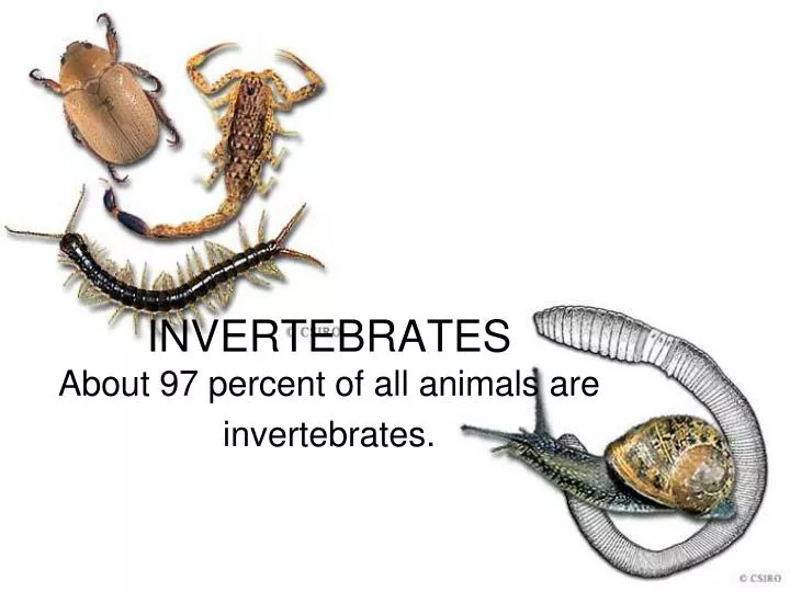 invertebrates about 97 percent of all animals are invertebrates