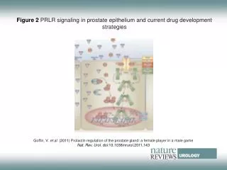 Figure 2 PRLR signaling in prostate epithelium and current drug development strategies