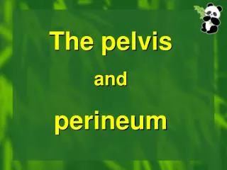 The pelvis and perineum