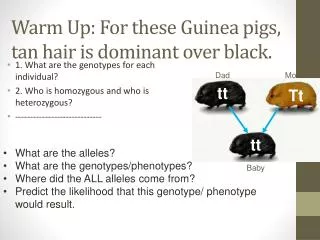 Warm Up: For these Guinea pigs, tan hair is dominant over black.