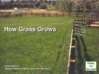 How Grass Grows
