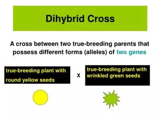 Dihybrid Cross