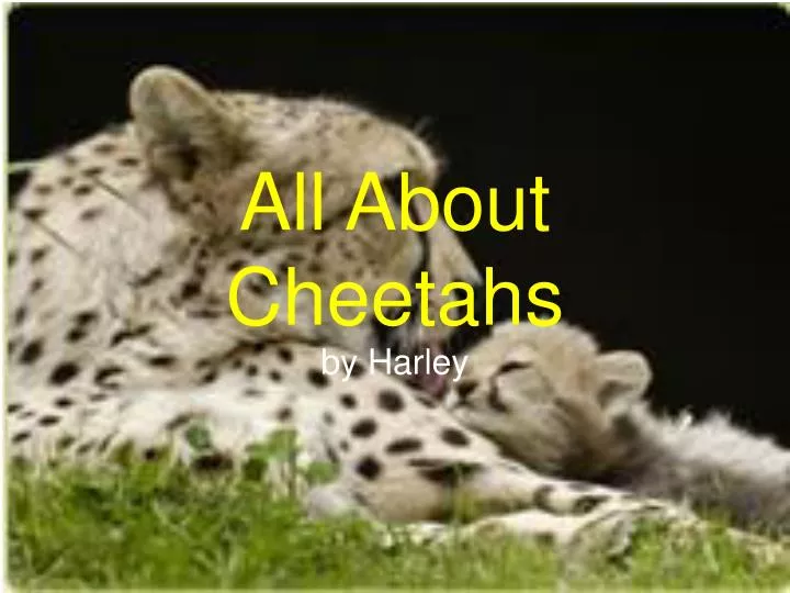 all about cheetahs