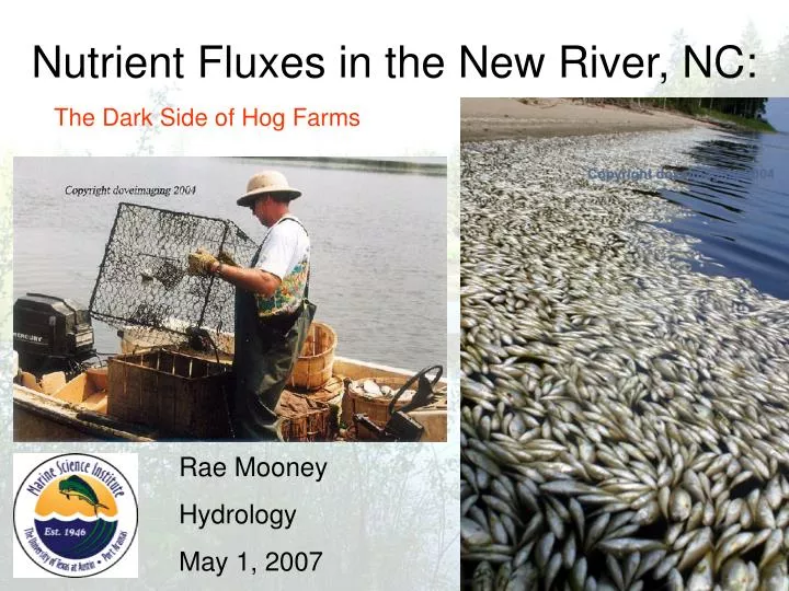 nutrient fluxes in the new river nc
