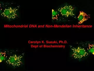 Mitochondrial DNA and Non-Mendelian Inheritance Carolyn K. Suzuki, Ph.D. Dept of Biochemistry